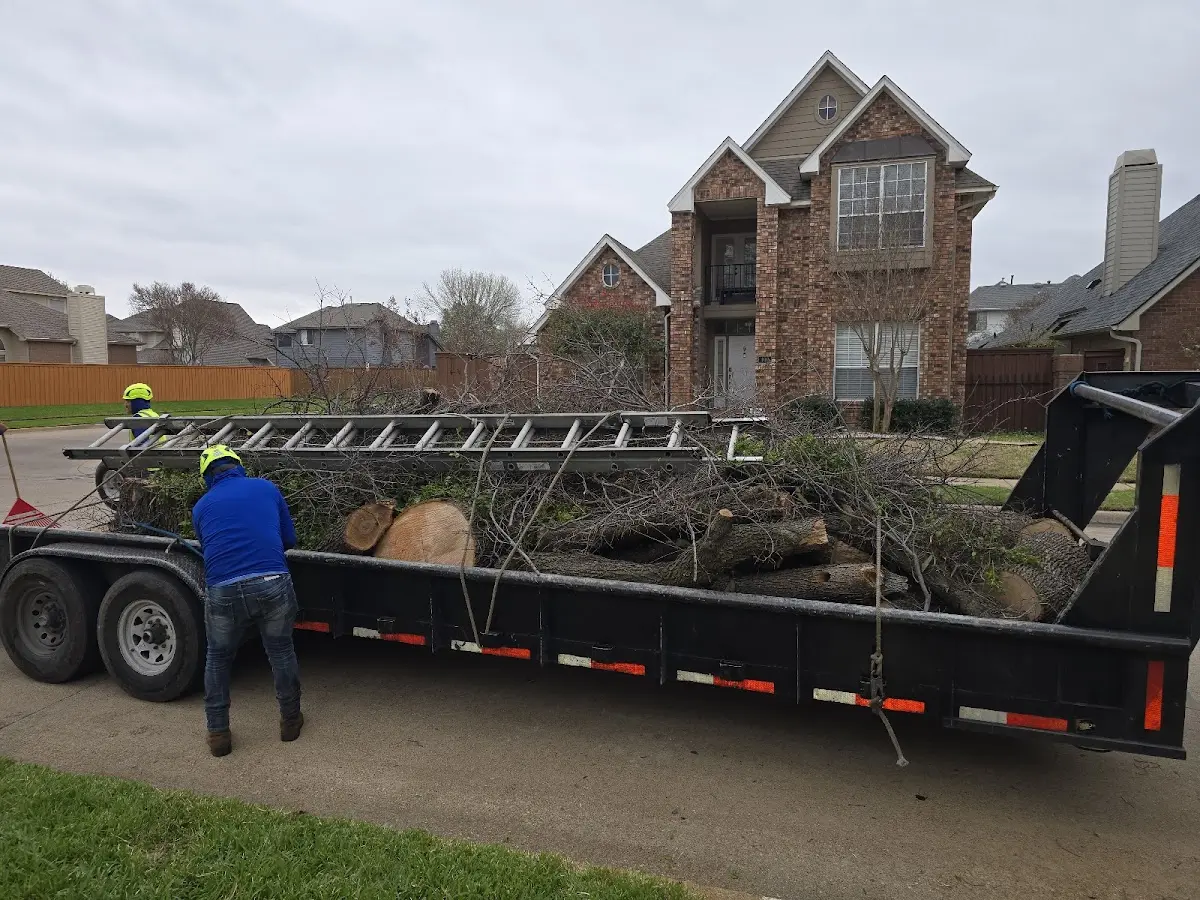 Expert Tree Removal with proper safety equipment in Herman